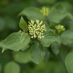 Common Dogwood