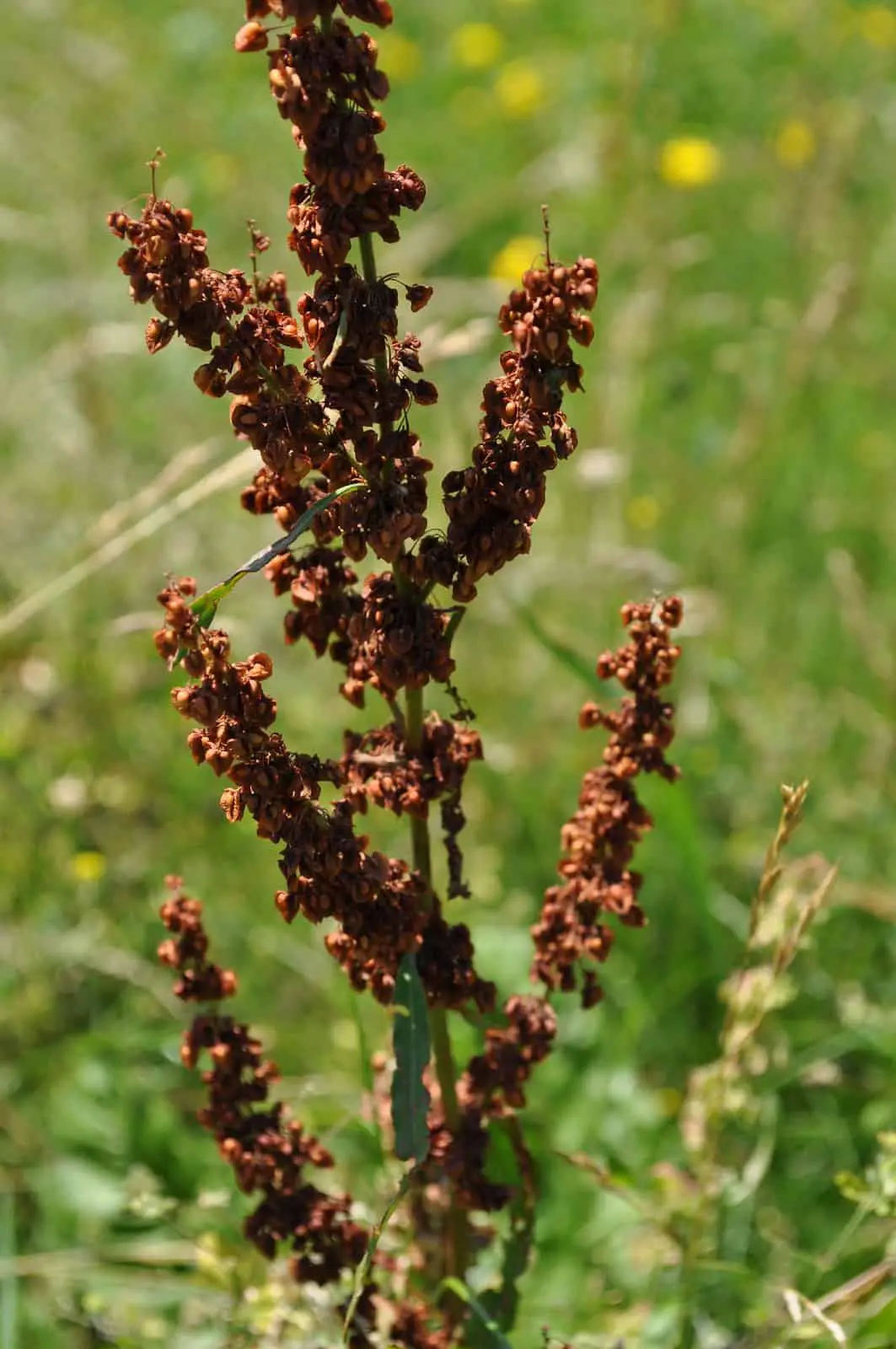 Broadleaf Dock seedhead