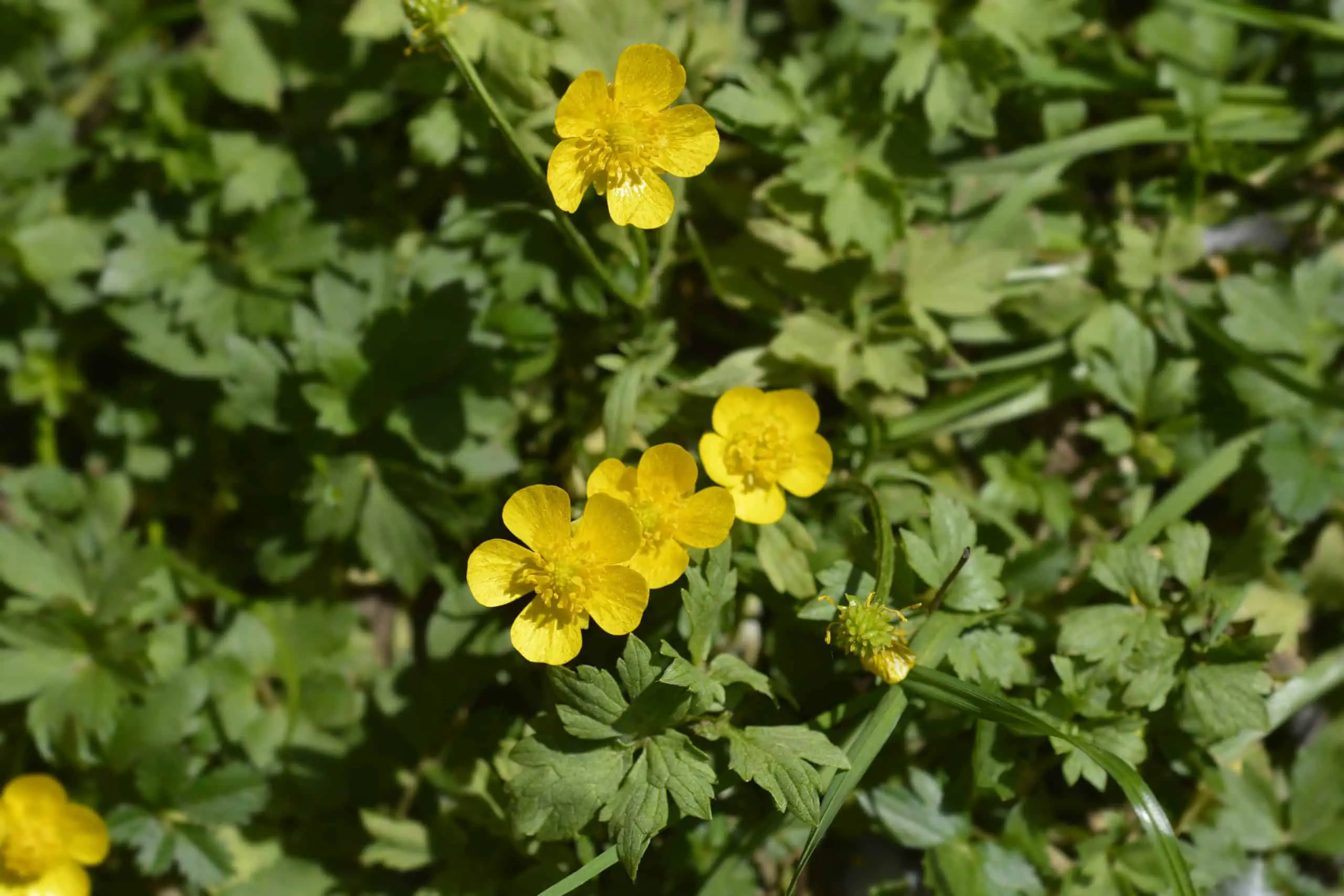 Creeping Buttercup scaled