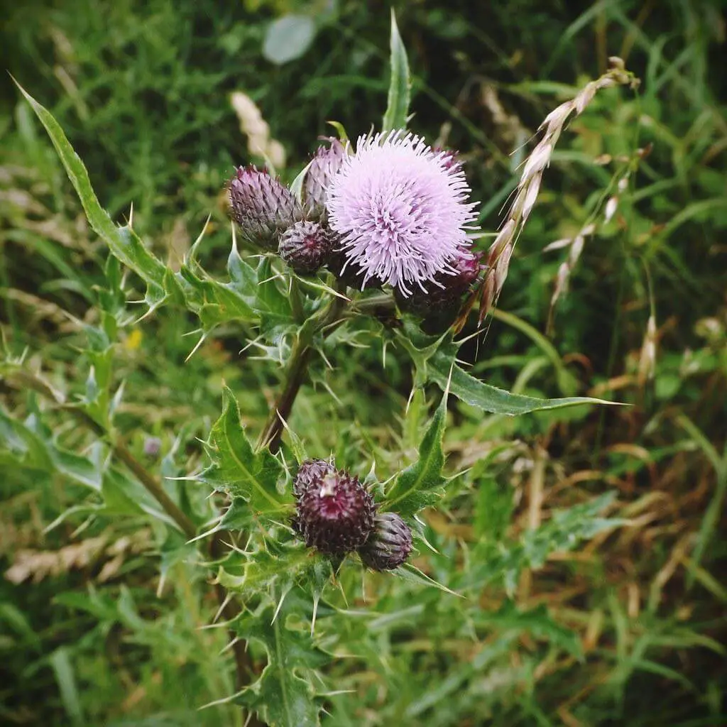 Creeping Thistle: Ultimate In-depth Guide & How to Get Rid of it