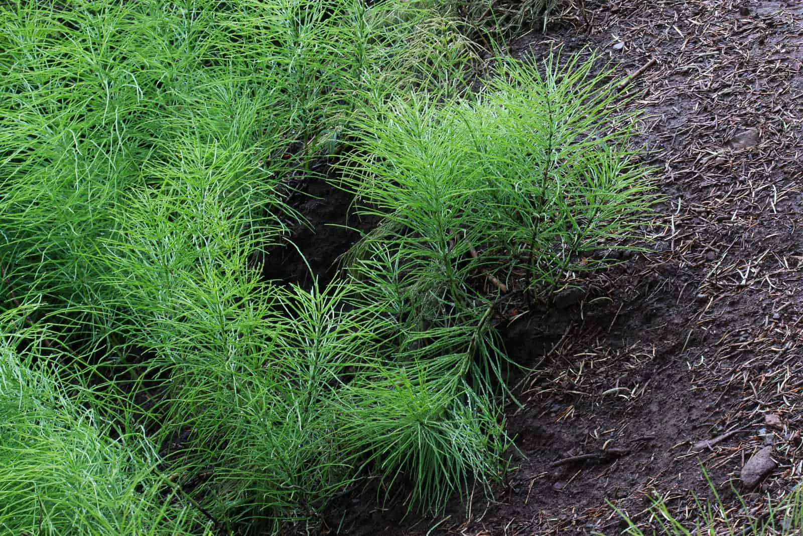 Growing only a few feet off the ground Field Horsetail can cover a large area and become the dominate plant