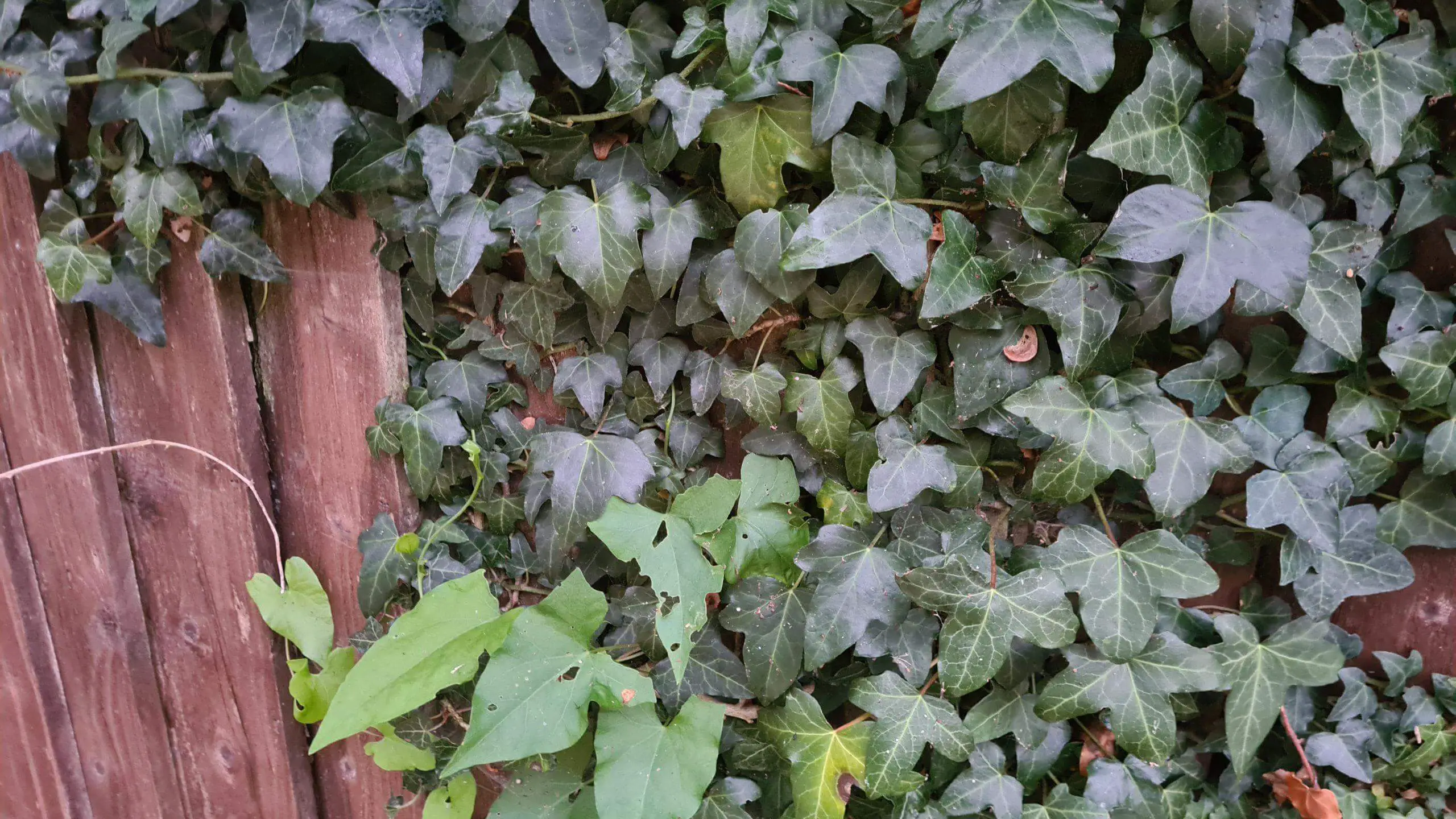 Ivy climbing over a neighbours fence scaled