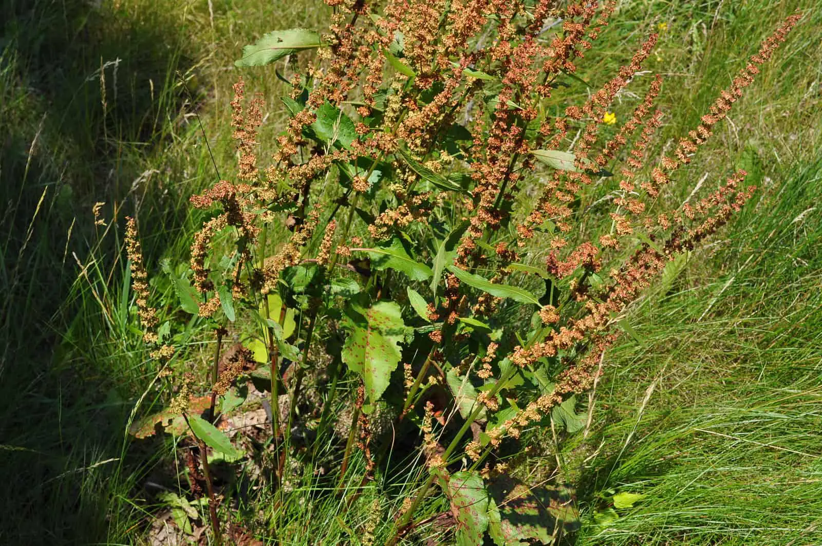umex Crispus - Broadleaf Dock - Whole plant, leaves and seedhead