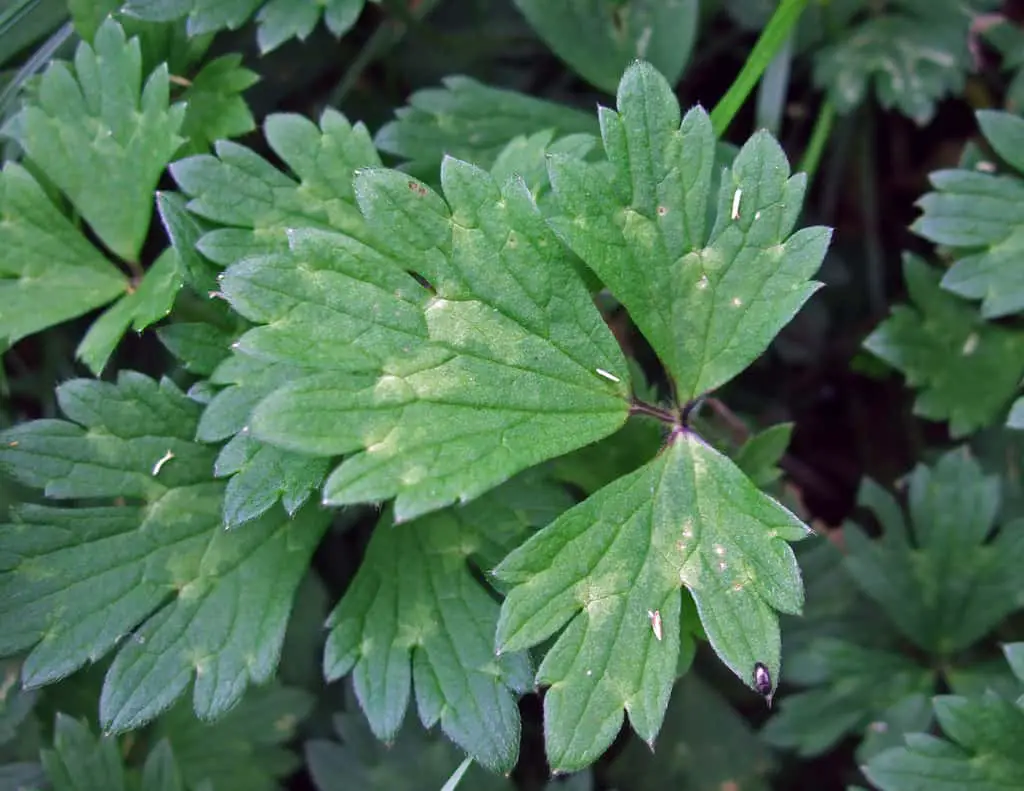 A closeup of the leaves of the Creeping buttercup