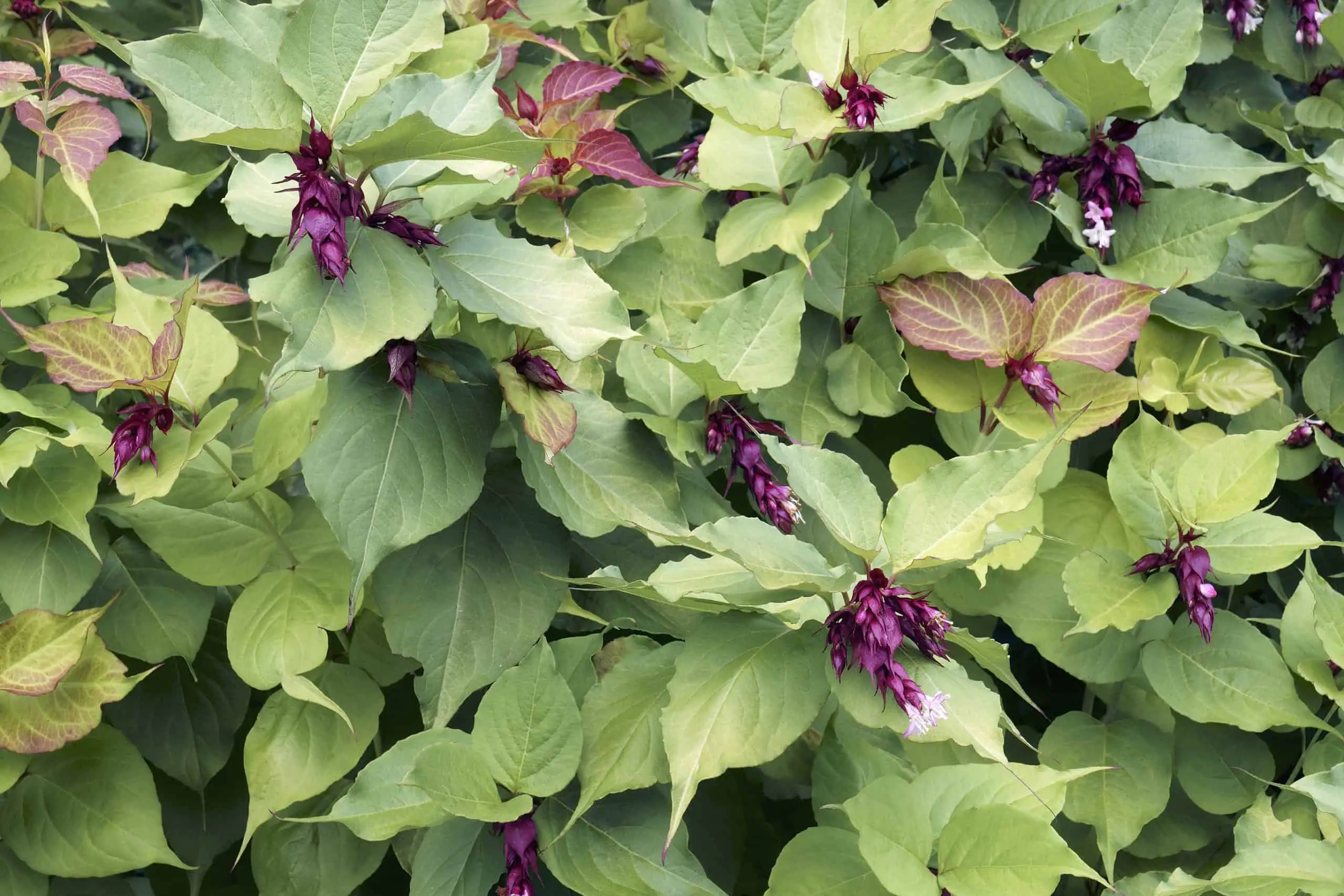 Honeysuckle19: The Ultimate Honeysuckle19 Guide