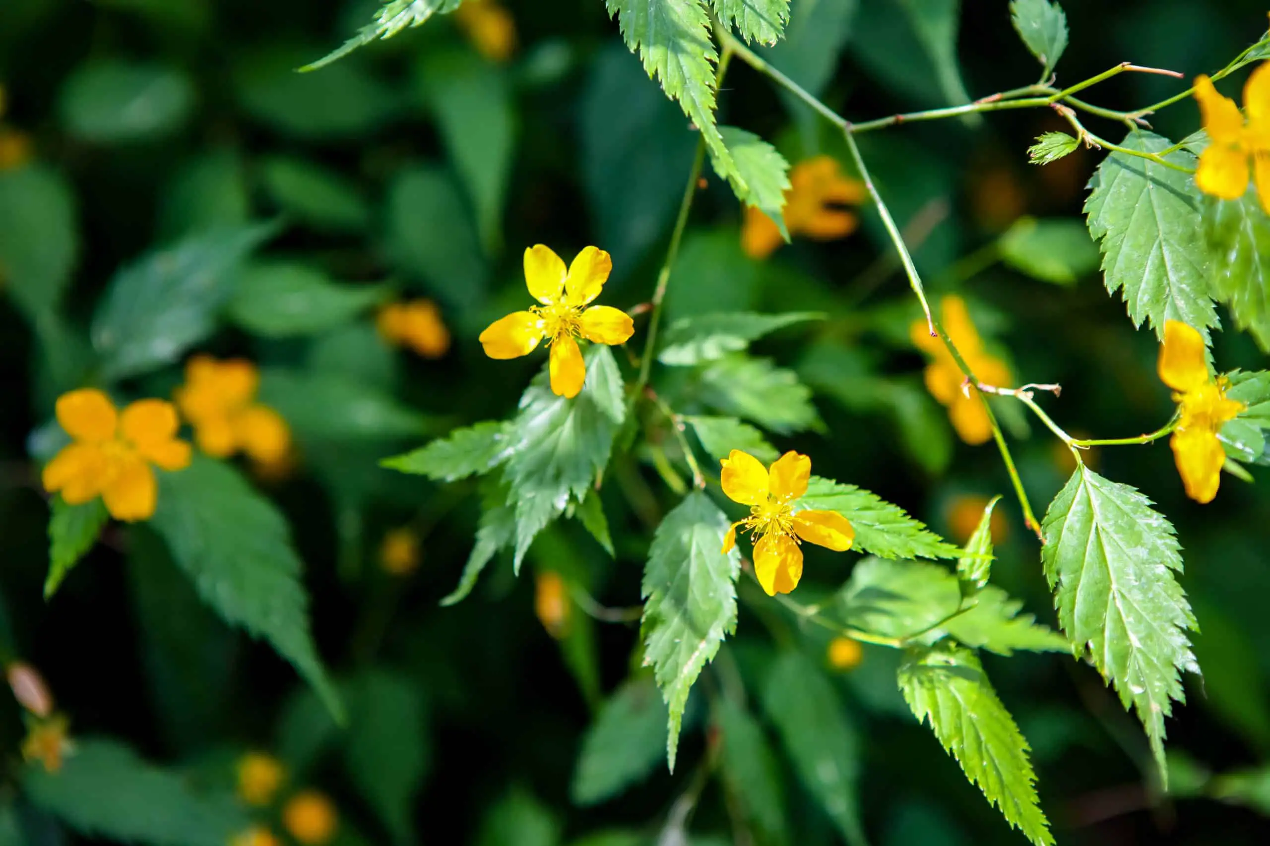 Closeup of the creeping buttercup Ranunculus repens within the garden