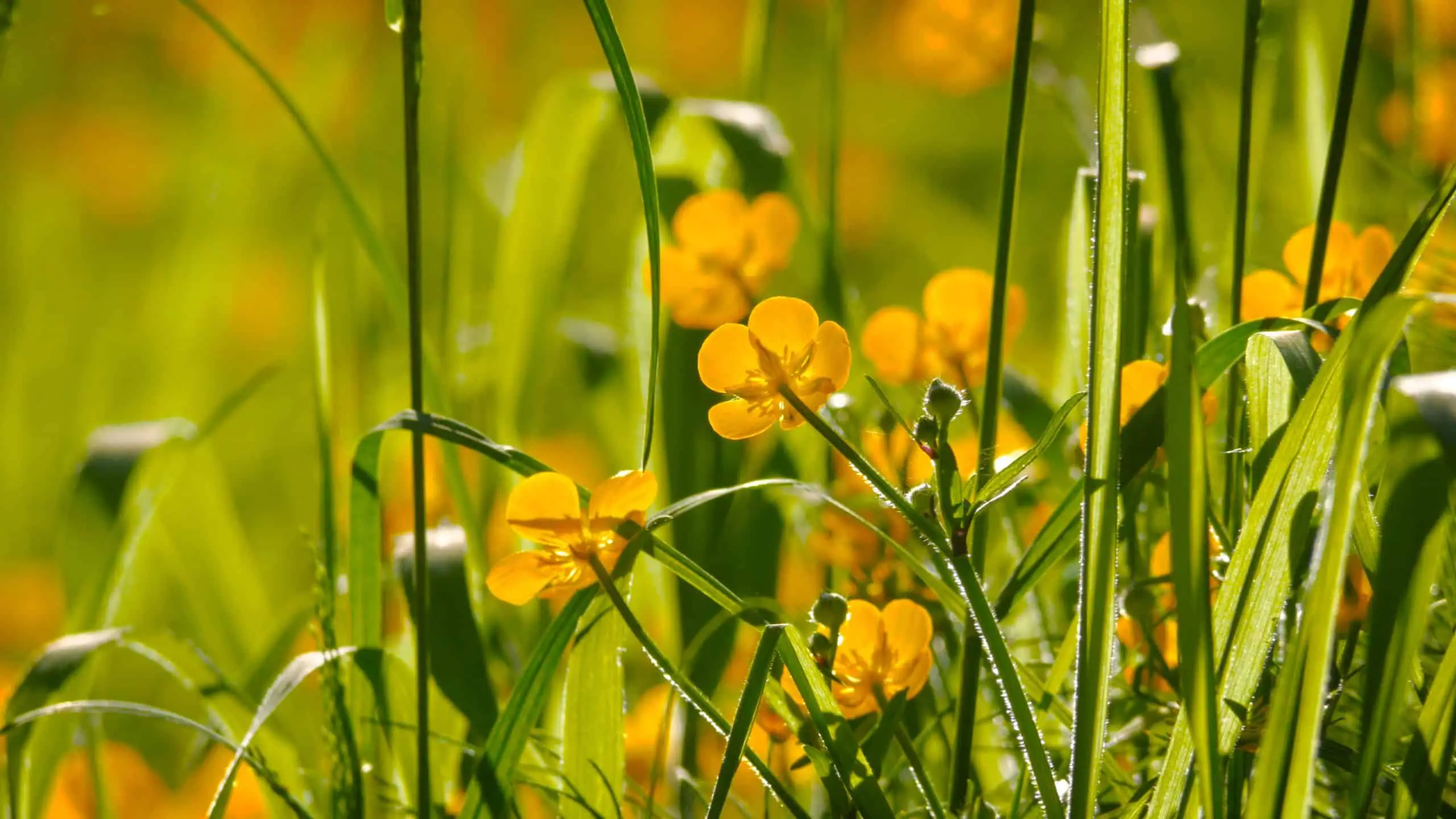 Golden Creeping Buttercups view close up of the flower of Ranunculus repens Golden Creeping Buttercups view close up of the flower of Ranunculus repens