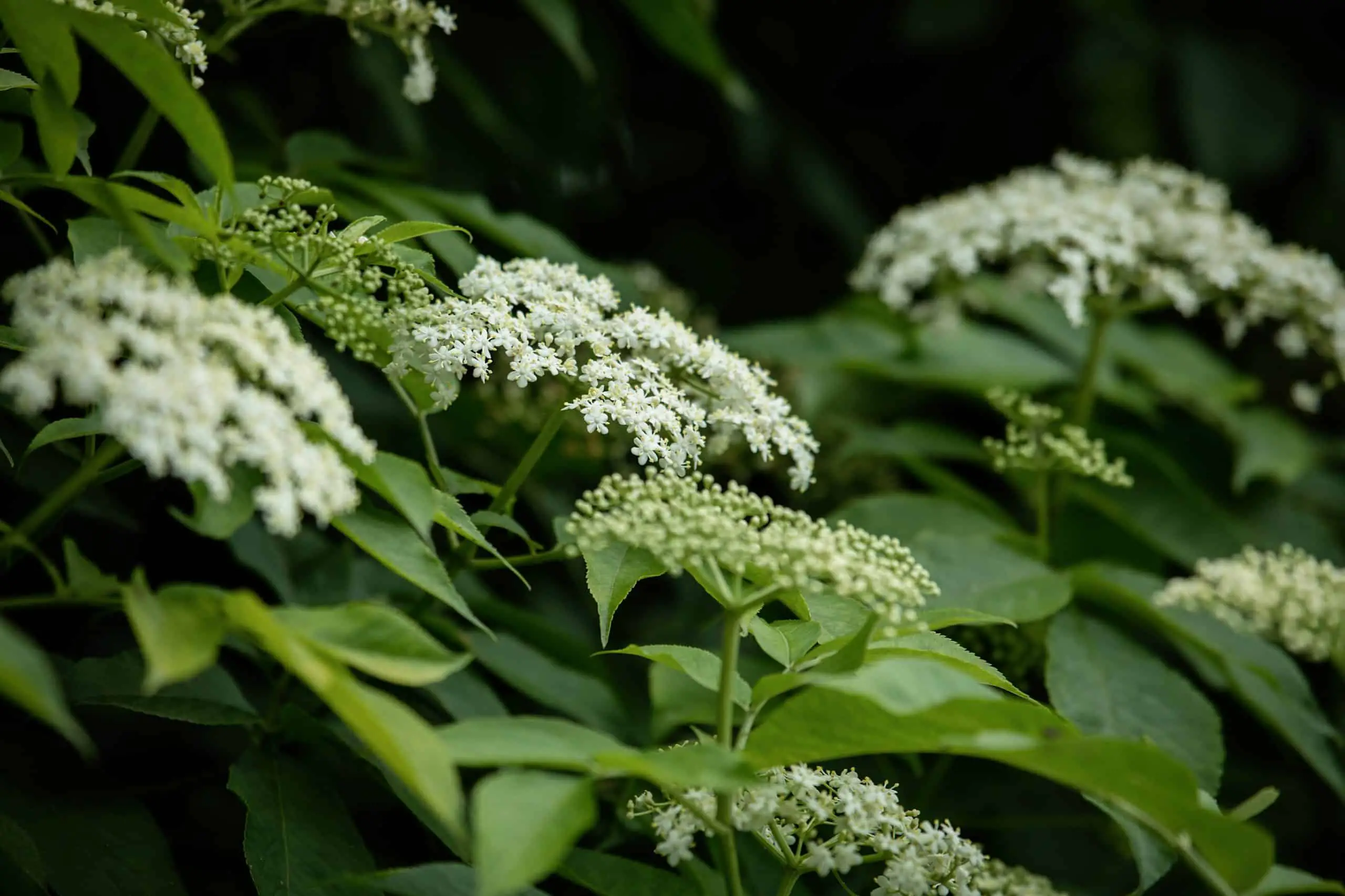Infestation of Ground elder alongside a border