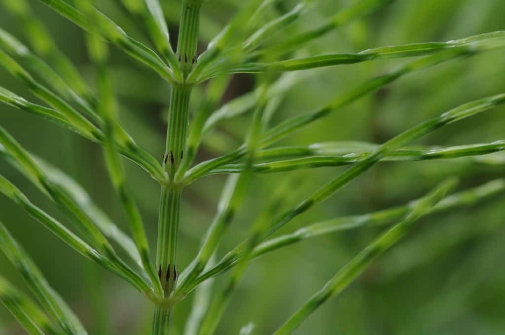 The leaves sprouting off the stems in a radial pattern