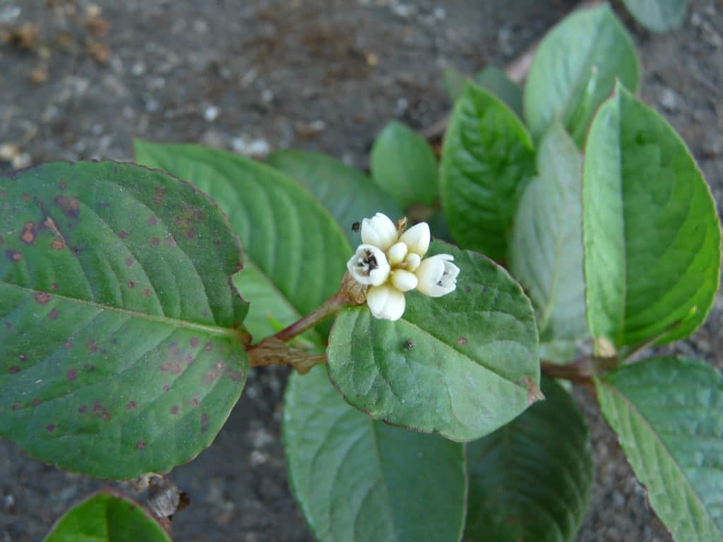 Invasive plant Chinese knotweed is now widespread and near damn impossible to remove