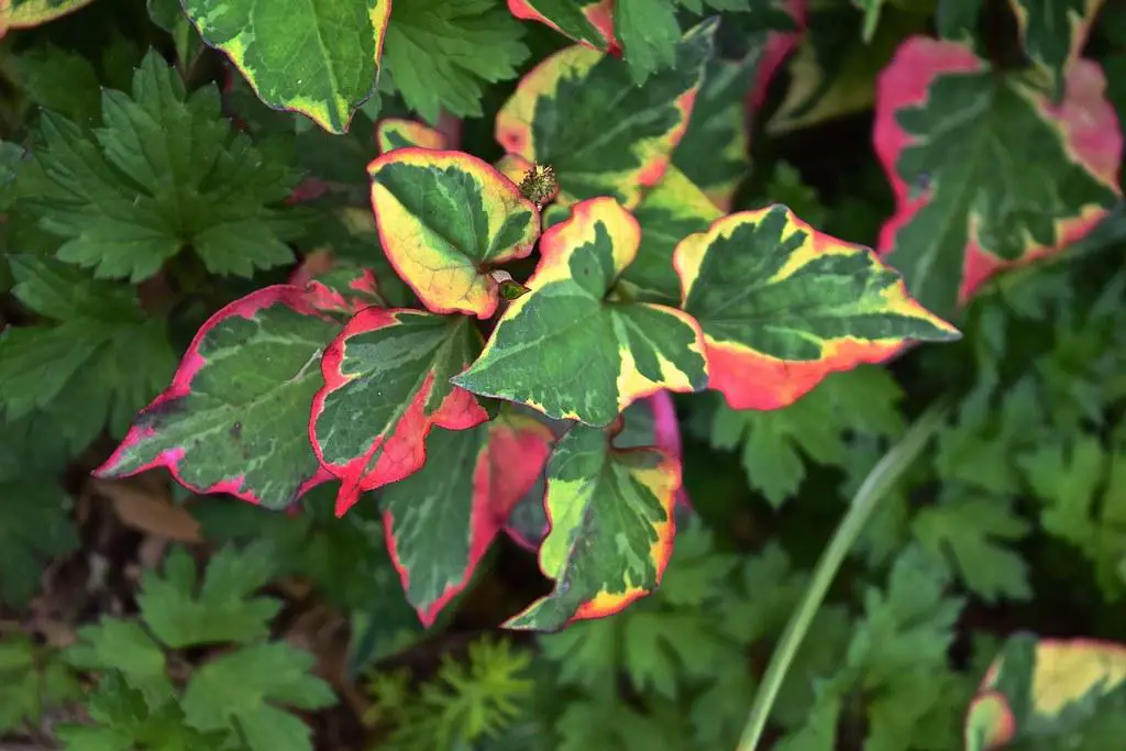 Example of the Houttuynia Cordata Chameleon