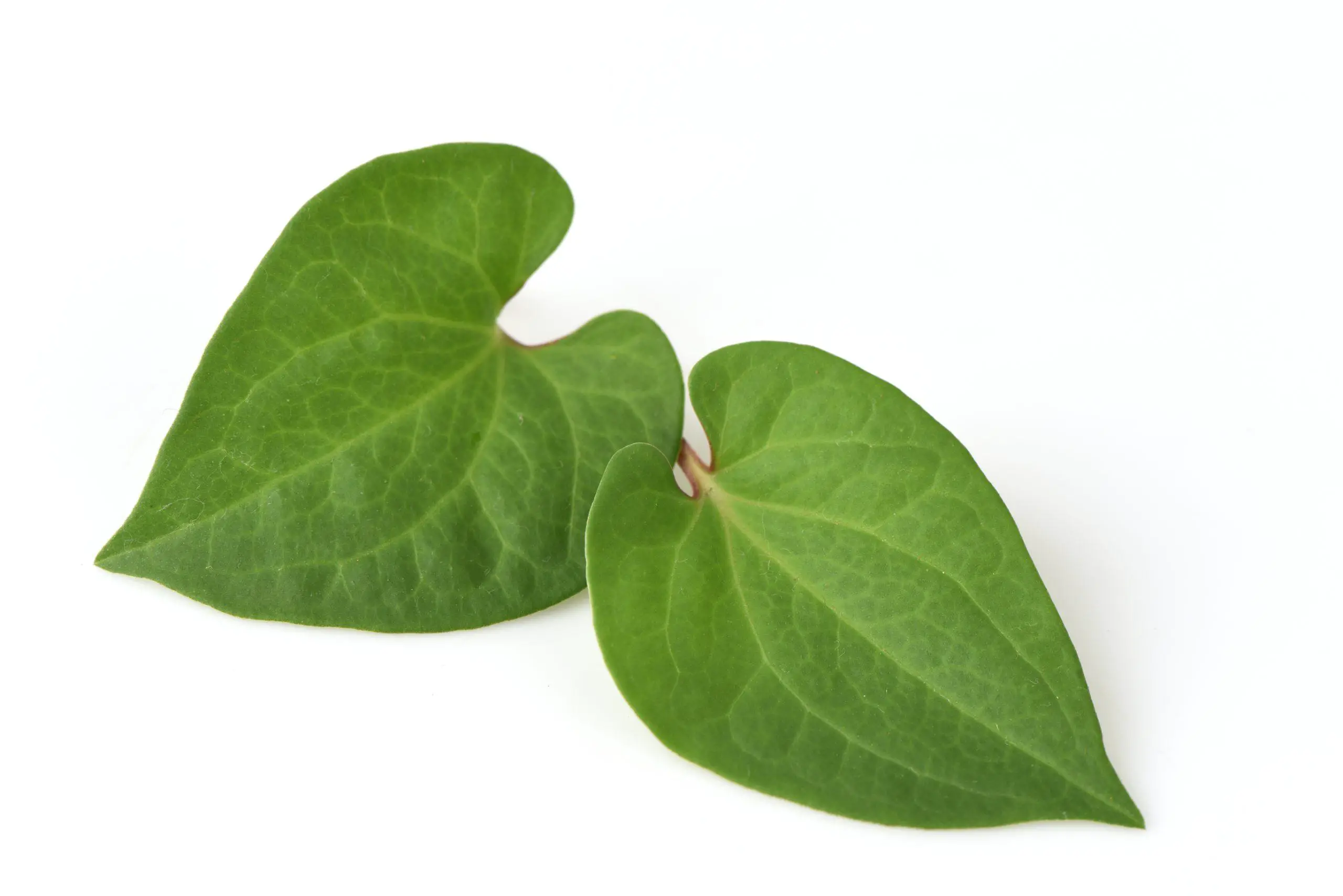 Houttuynia Cordata leaves are heart-shaped