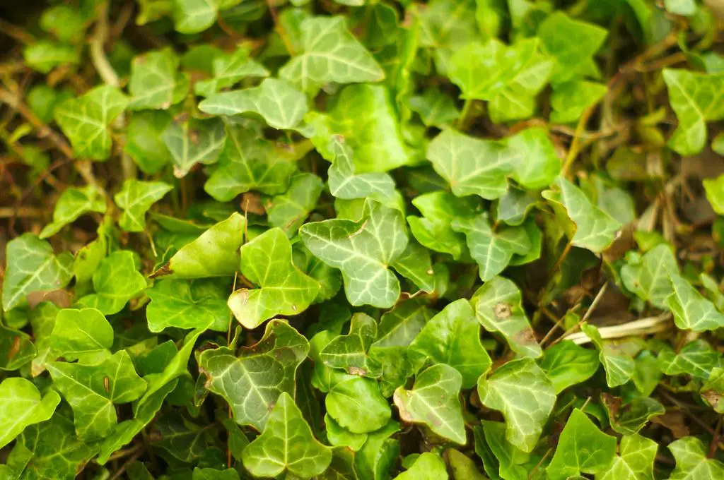 Ivy growing across the ground