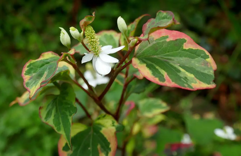 Purplish-red stem of the Houttuynia Cordata