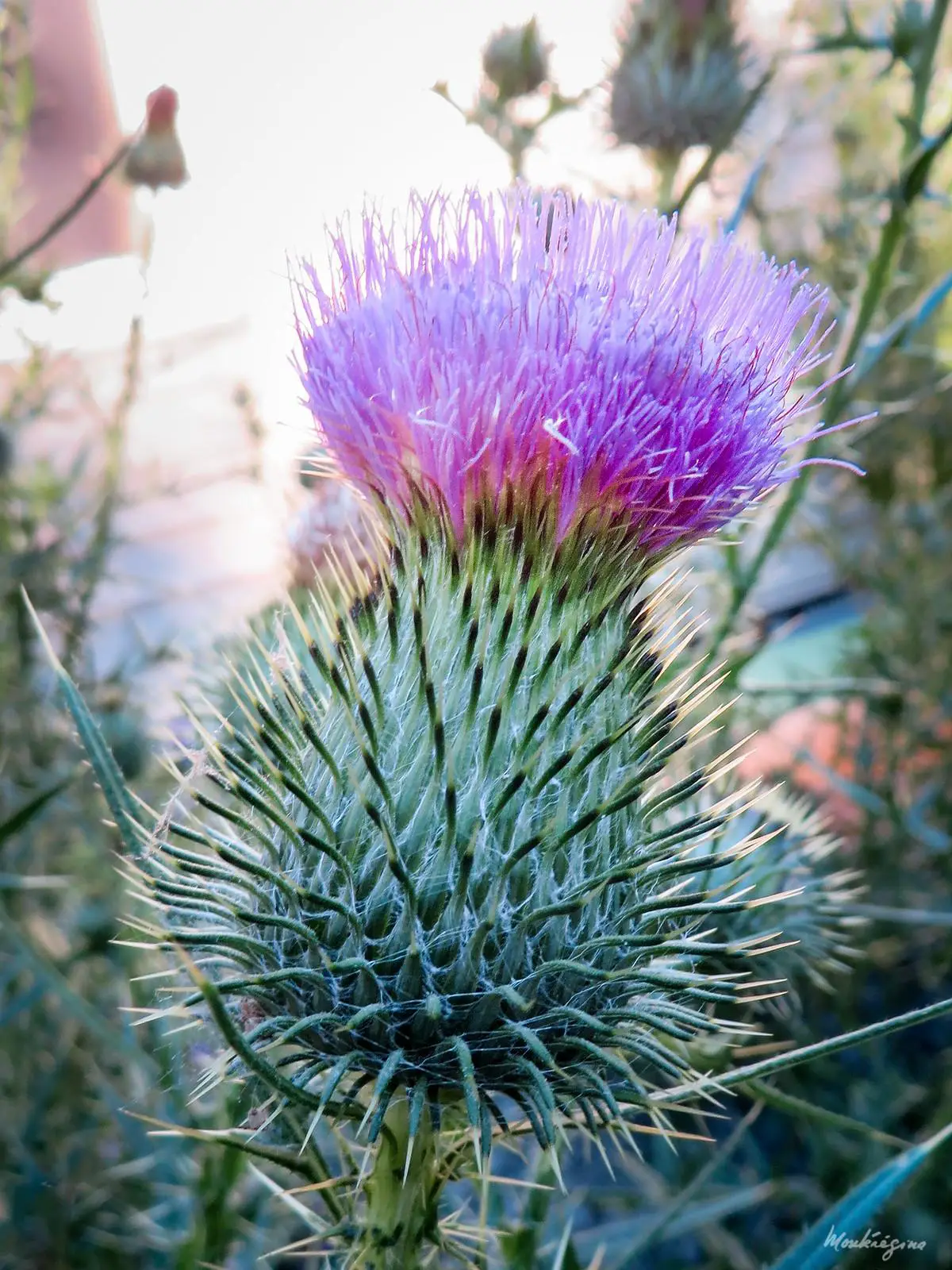 Bull thistle flowering