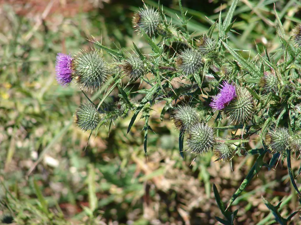 Bull thistle taking over an area with its aggressive spiky structure