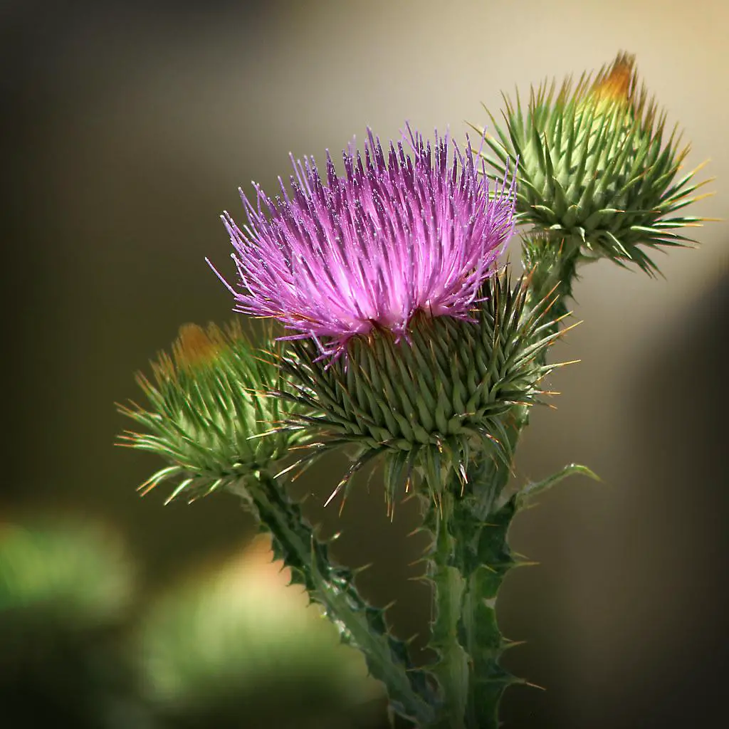 Creeping Thistle: Ultimate In-depth Guide & How to Get Rid of it