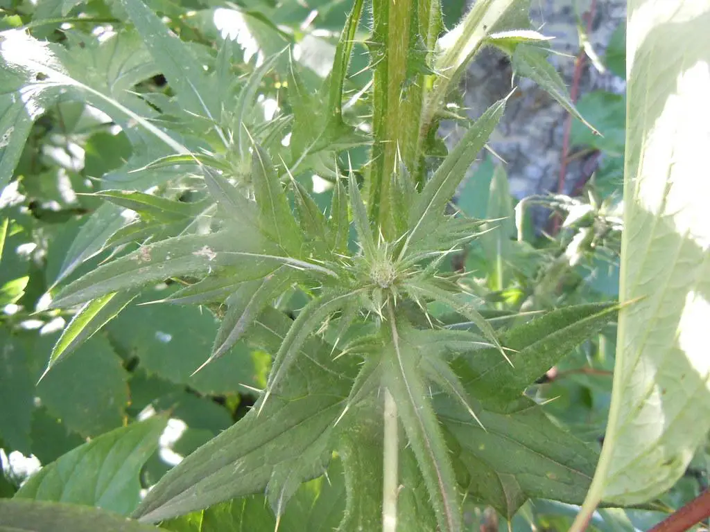 Leaves clump to form a difficult and painful way to manually remove