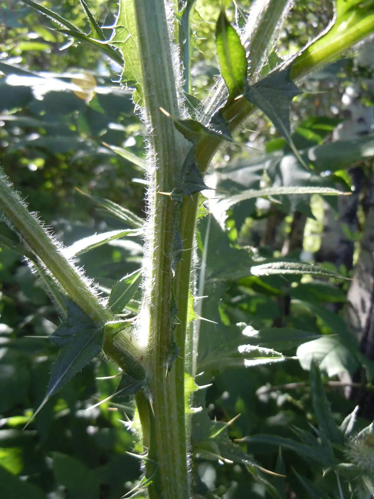 The spiky stem of the bull thistle
