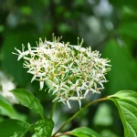 Common dogwood Cornus sanguinea removal