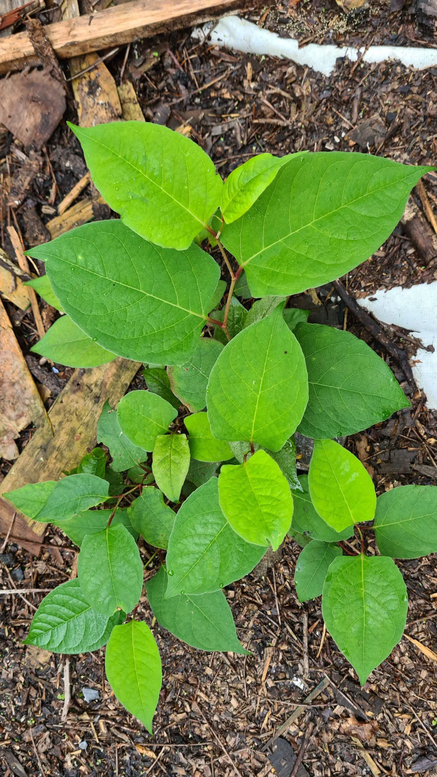 Japanese knotweed is very similar to Chinese knotweed