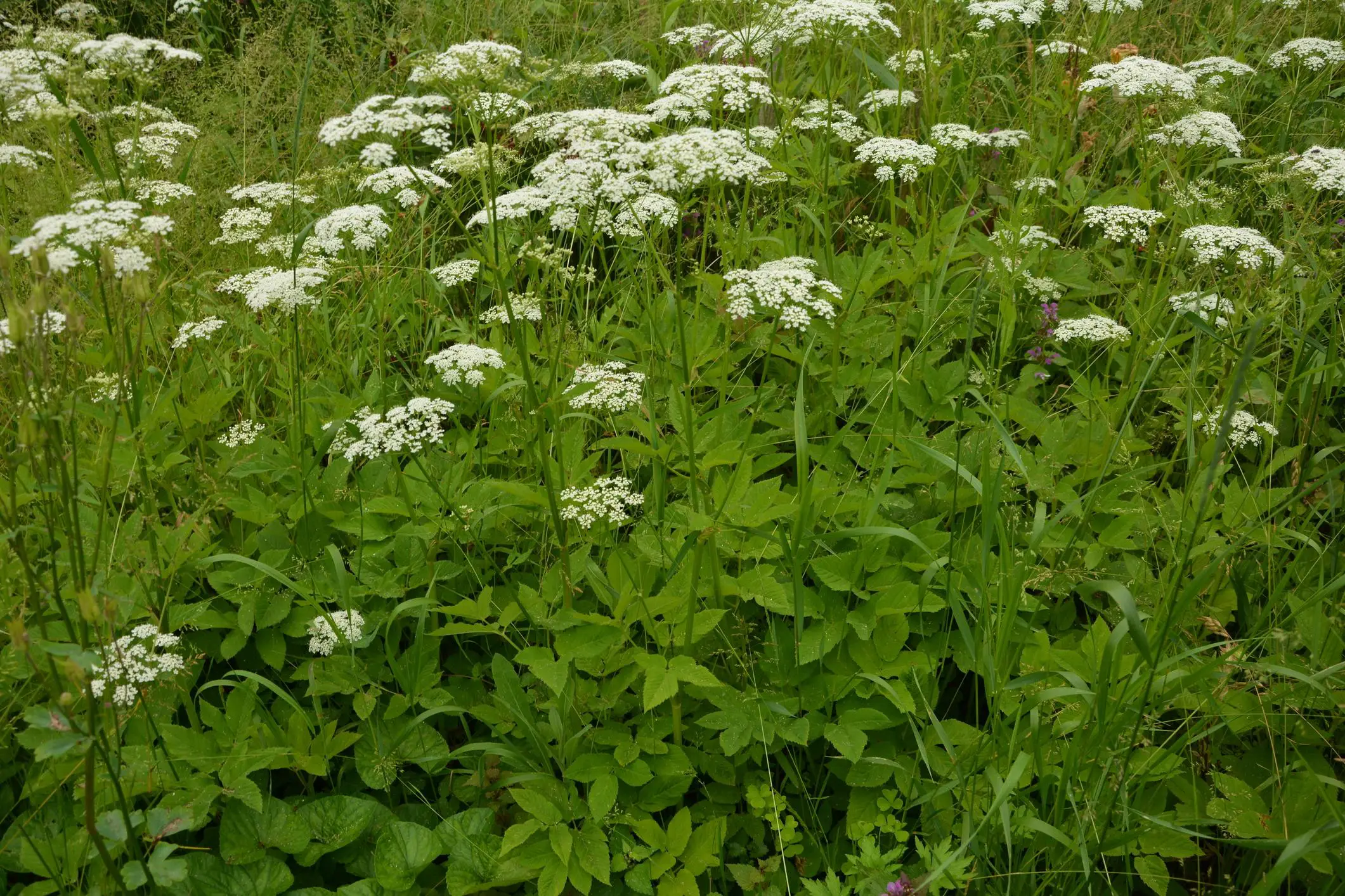 Best way to get rid of Ground Elder weeds