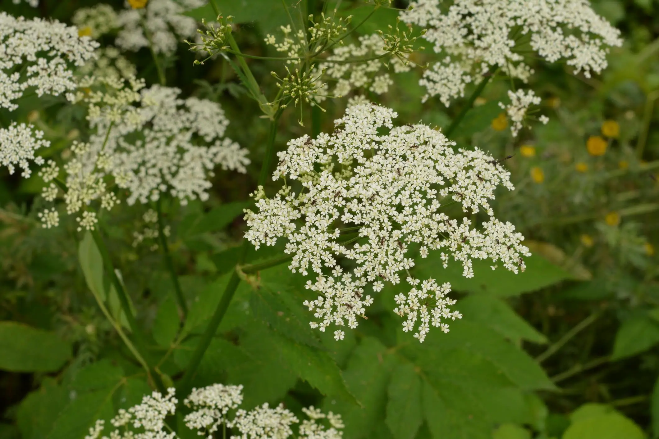 Top view close up of the flowers of Aegopodium podagraria L. commonly called ground elder herb gerard bishops weed goutweed gout wort and snow in the mountain
