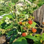 The common myths and misconceptions about brambles