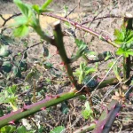 There are many methods to kill brambles and regain your garden back