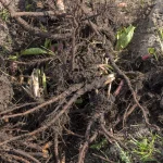 Uprooted weed roots from cutting down brambles