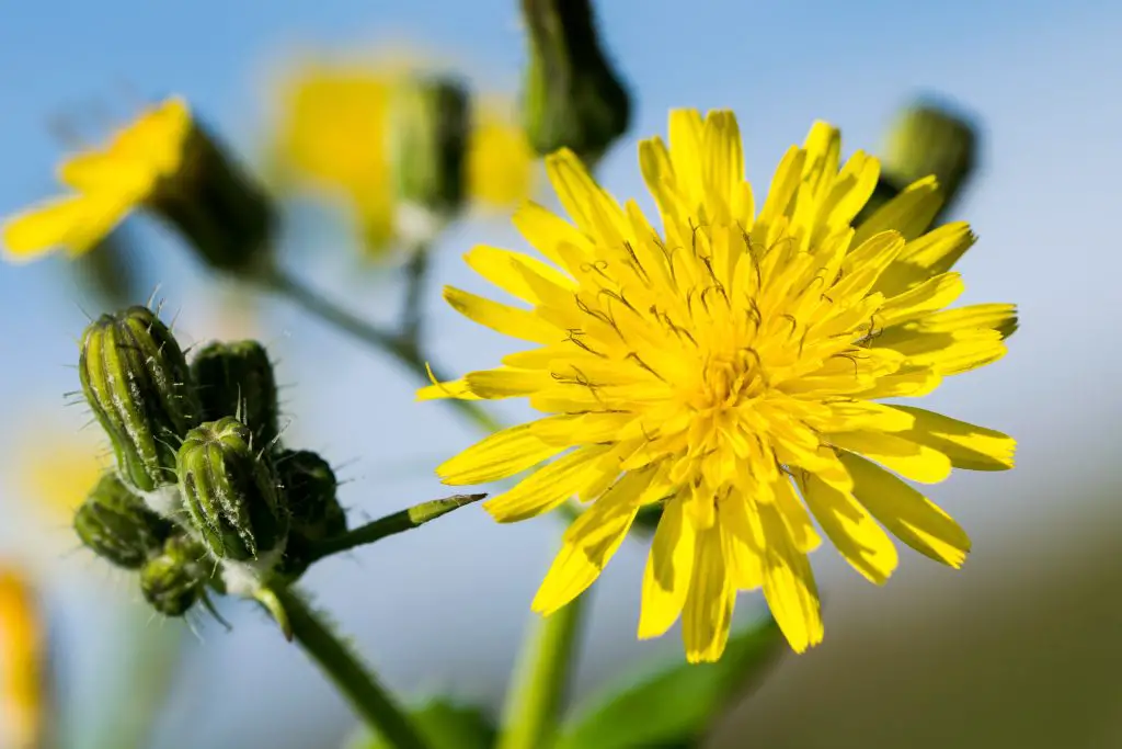 A yellow smooth sow thistle flower, Sonchus oleraceaus