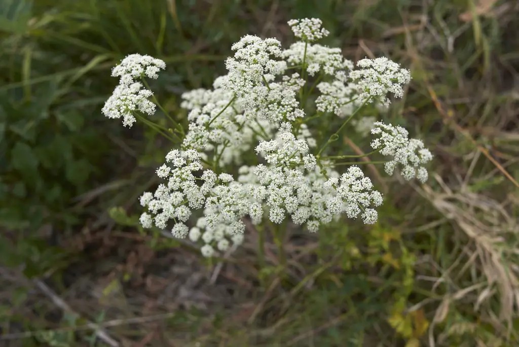 Aethusa cynapium fools parsley