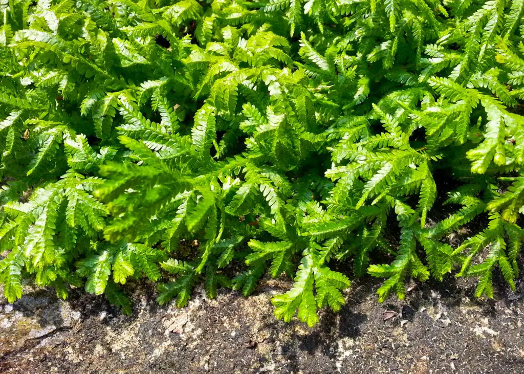 African Club Moss (Selaginella kraussiana)
