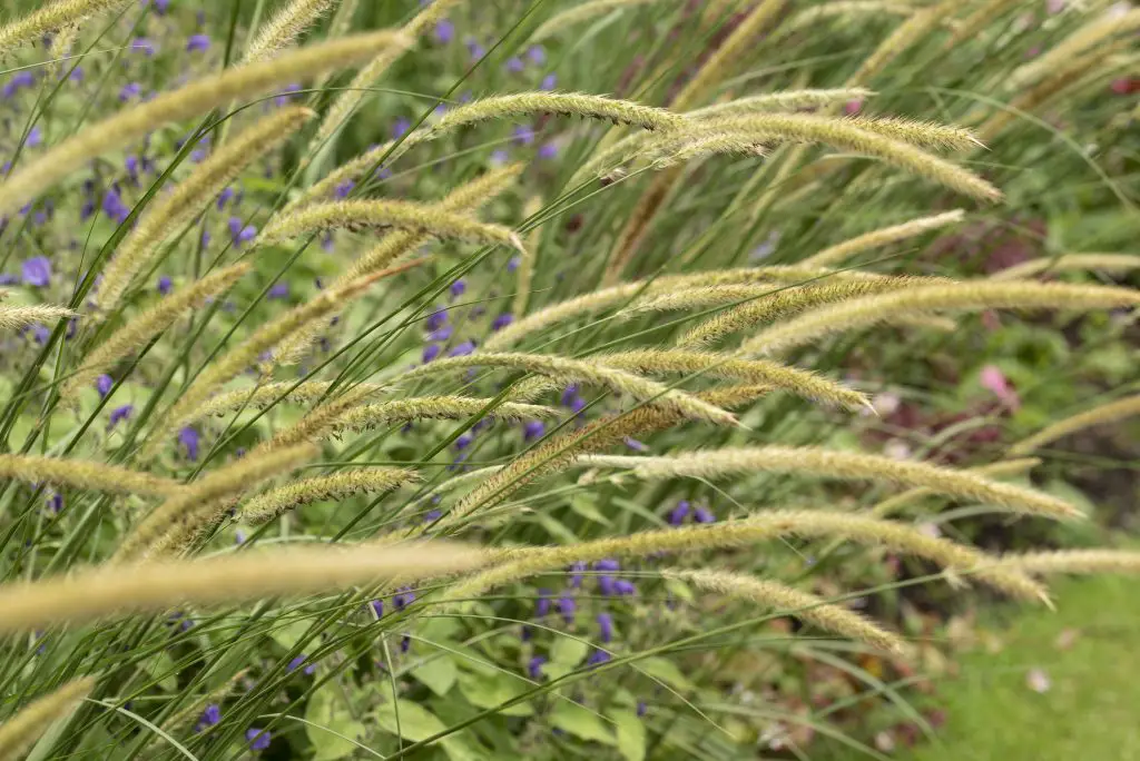 African Feather Grass (Pennisetum macrourum)