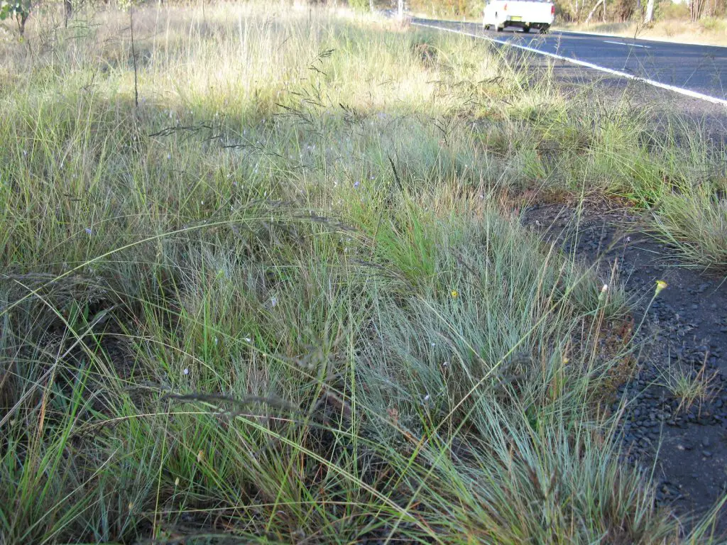 African Lovegrass (Eragrostis curvula)