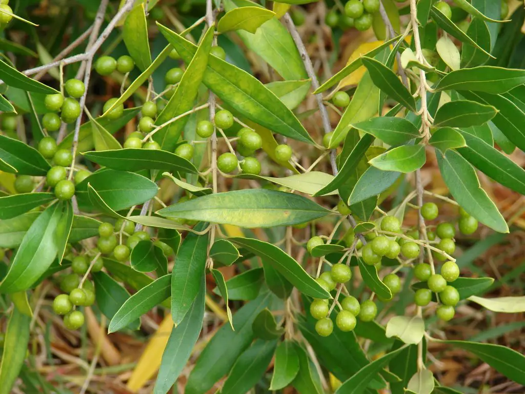 African Olive (Olea europaea subsp. cuspidata)