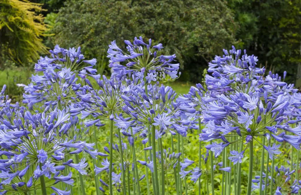 Agapanthus - Invasive Weeds