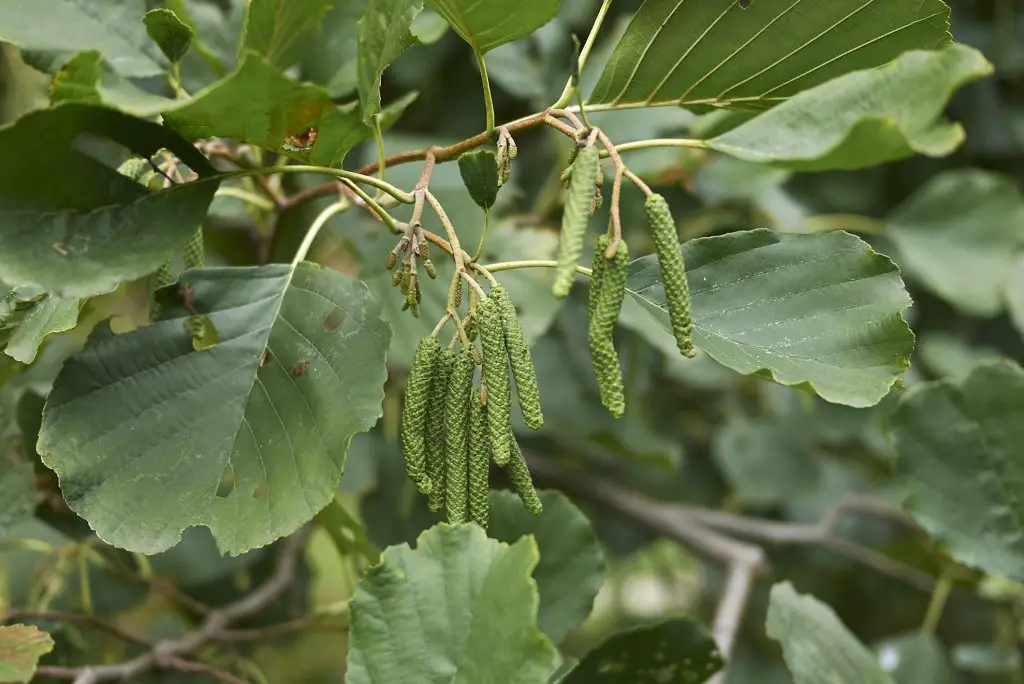 Alder Alnus Glutinosa