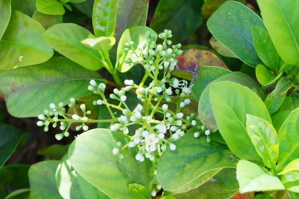 Alligator weed alternanthera philoxeroides