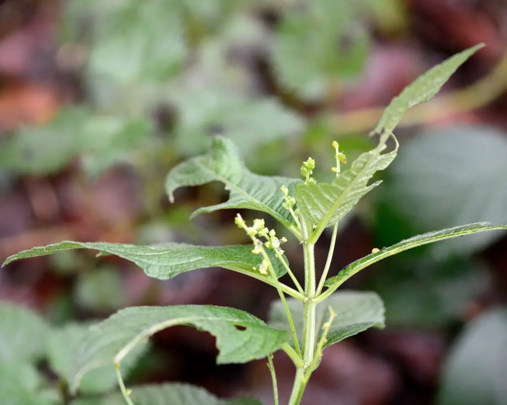 Annual Mercury (Mercurialis annua)