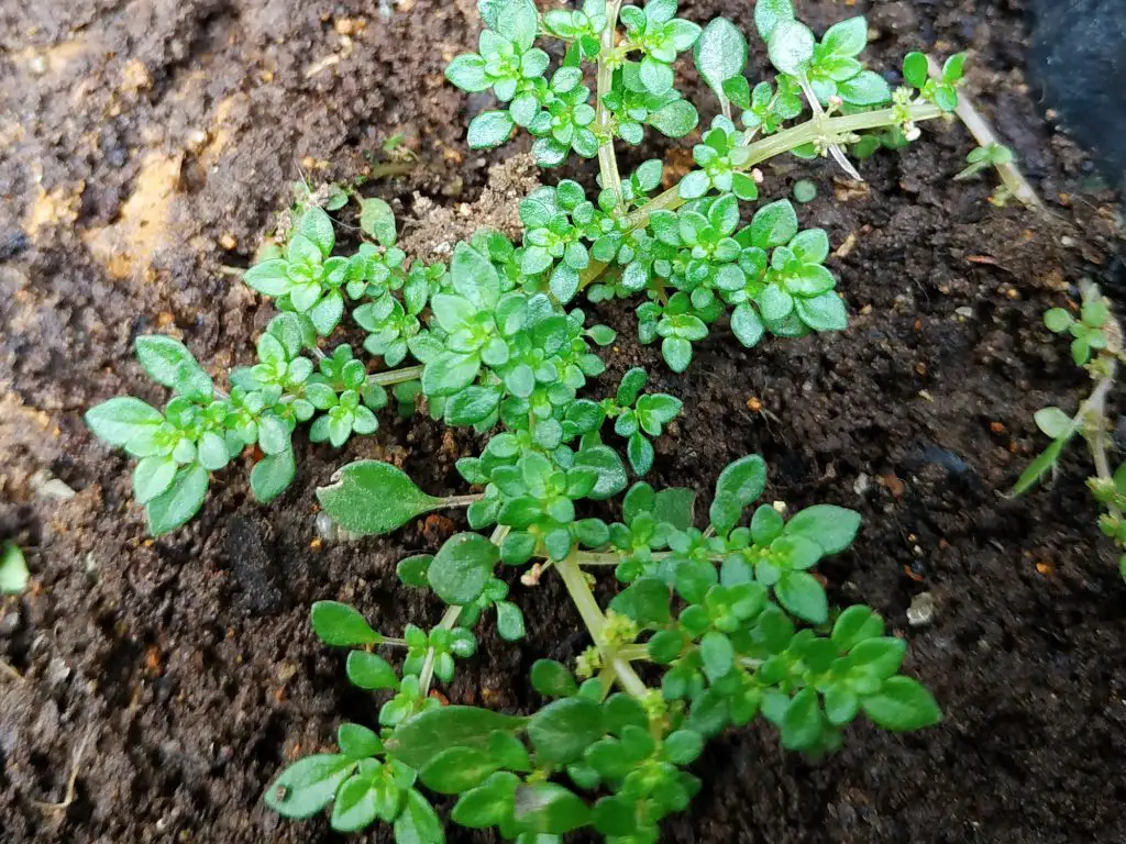 Artillery Plant Pilea microphylla