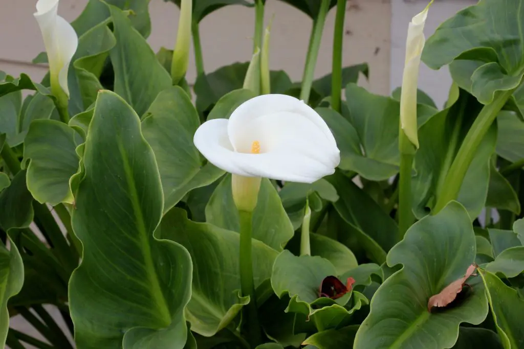 Arum Lily Zantedeschia aethiopica