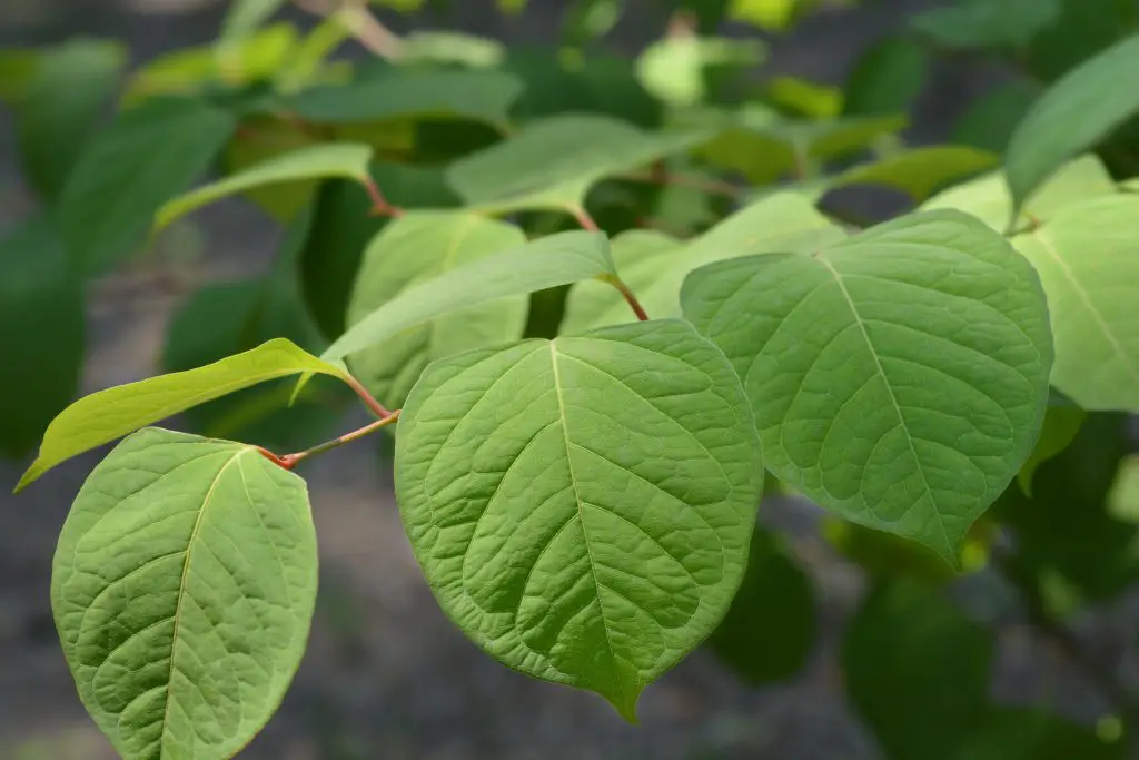Asiatic Knotweed (Fallopia japonica)
