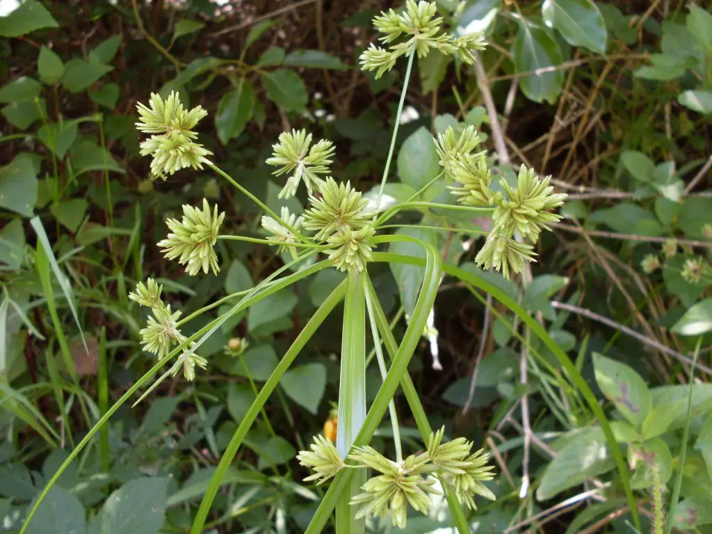 Australian Sedge (Cyperus eragrostis)
