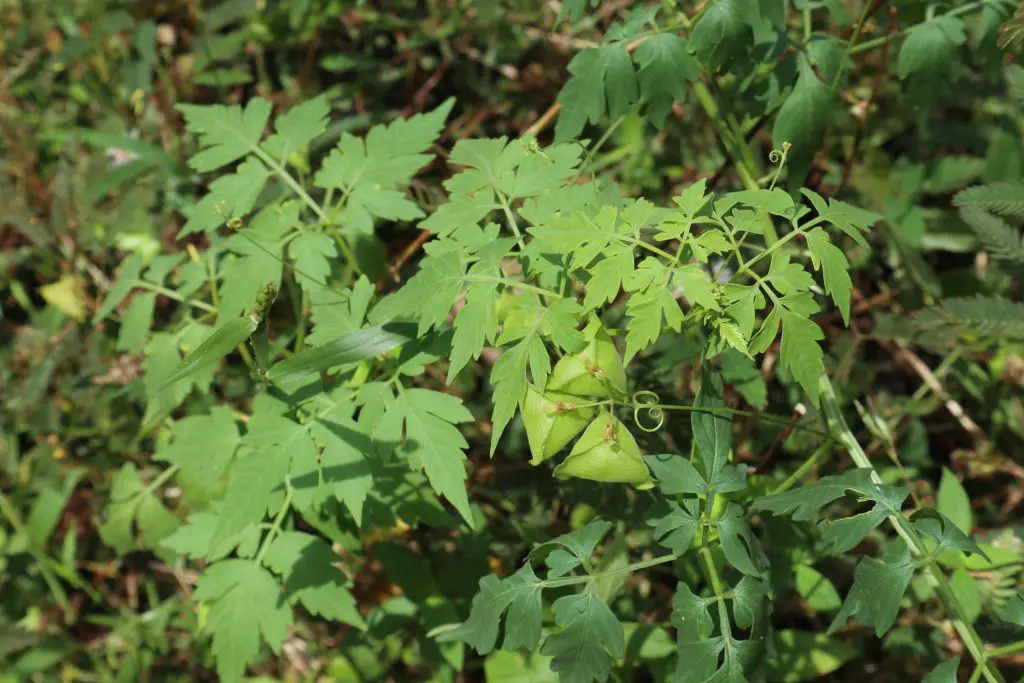 Balloon Vine (Cardiospermum halicacabum)