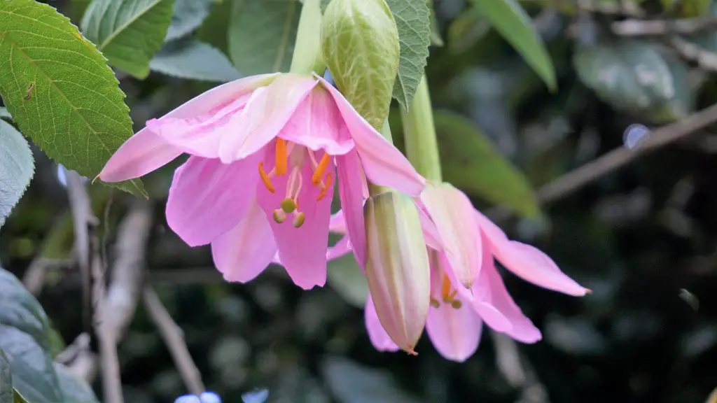 Banana Passionfruit (Passiflora tripartita var. mollissima)