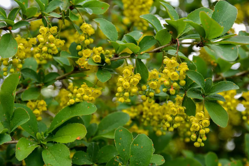 Barberry berberis glaucocarpa