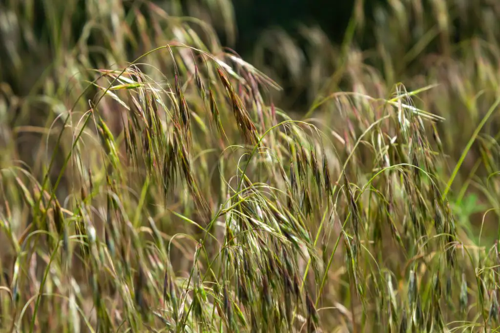 Barren Brome - Invasive Weeds