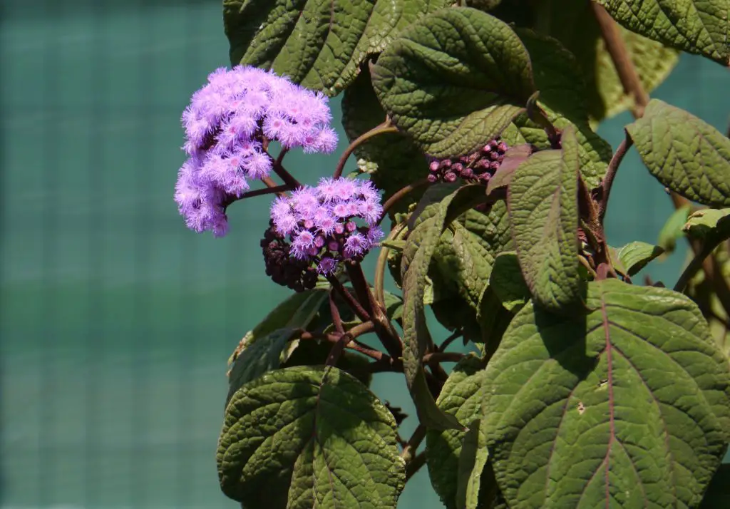 Bartlettina sordida