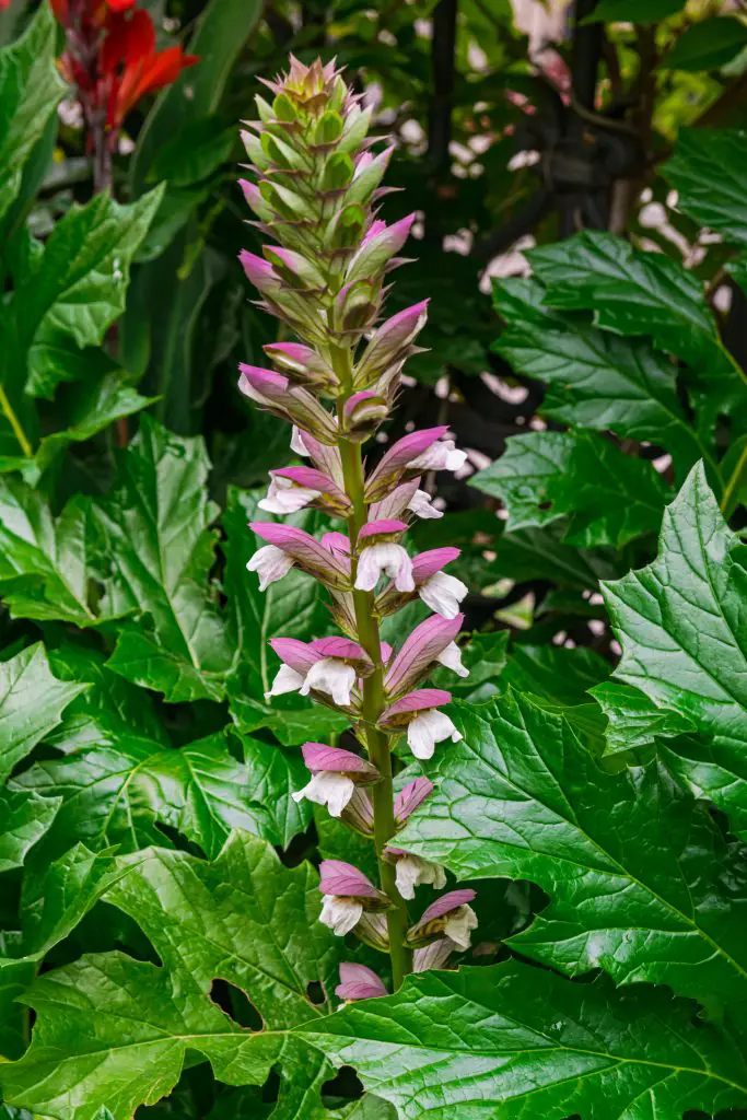 Bear's Breeches Acanthus mollis